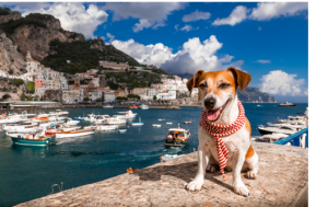 Mit dem Hund aufs Schiff